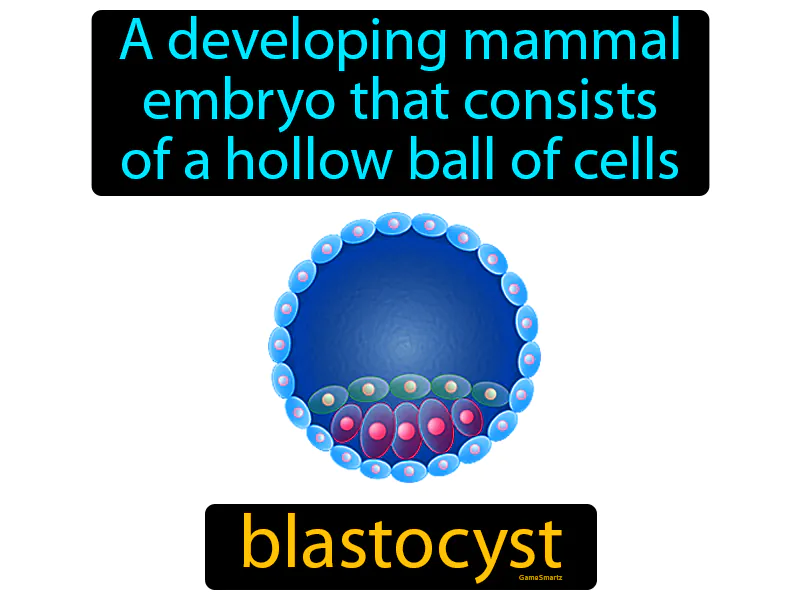 Blastocyst Definition