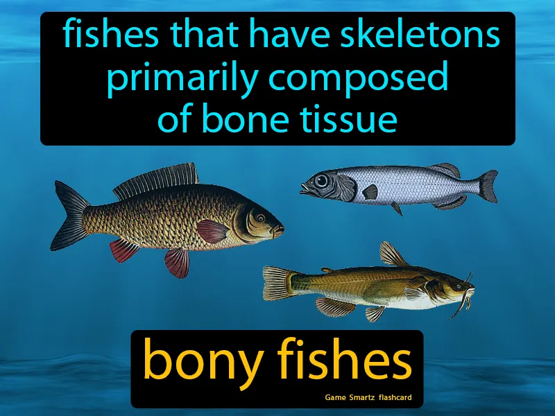 Bony fishes Definition