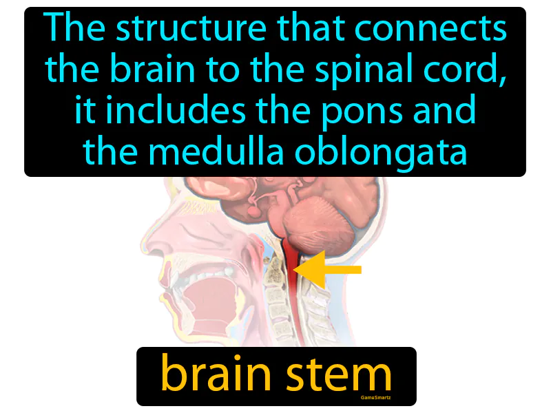 Brain stem Definition