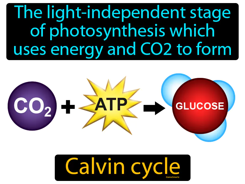 Calvin cycle Definition