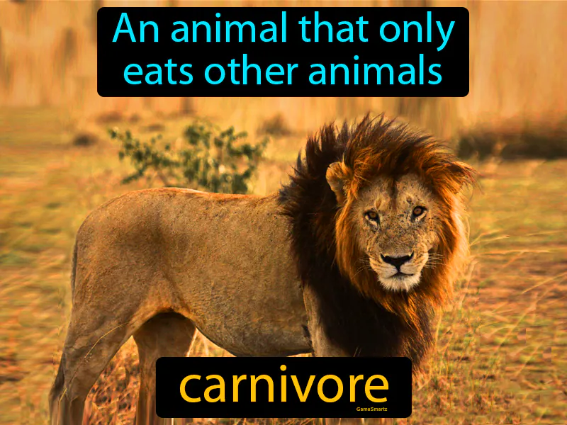 Carnivore Definition