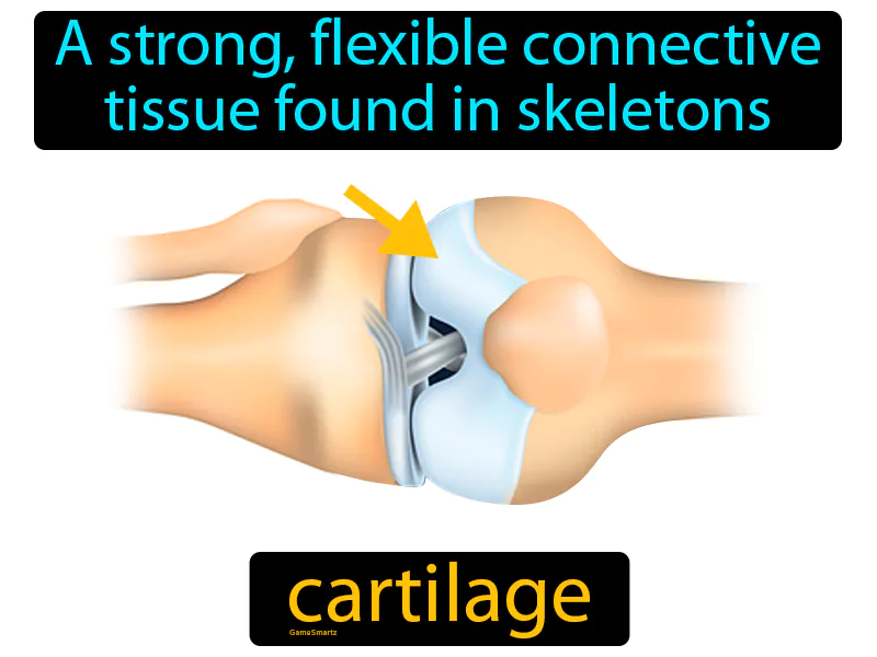 Cartilage Definition