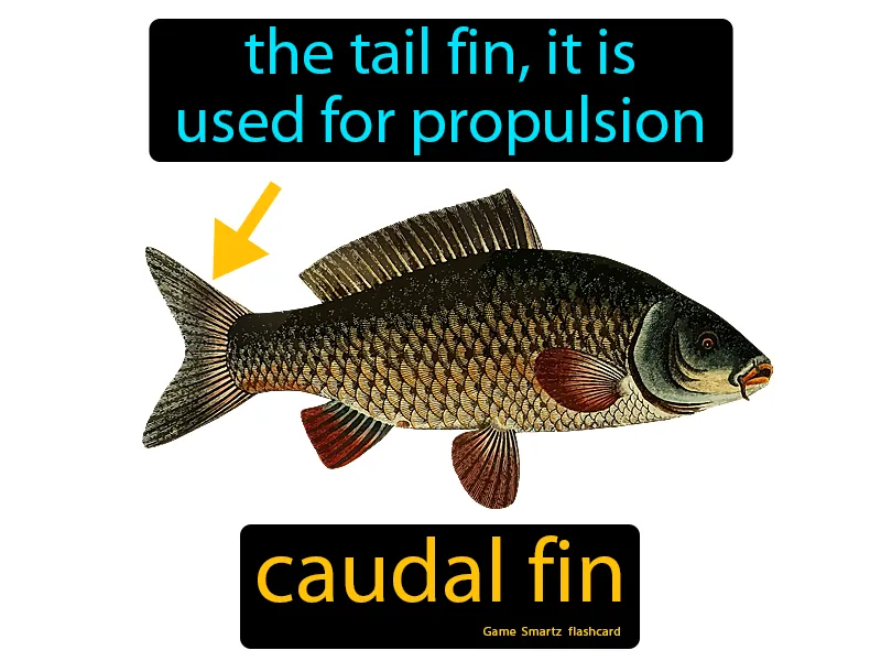 Caudal fin Definition