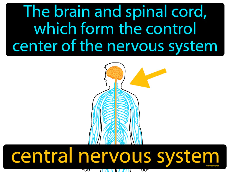 Central nervous system Definition