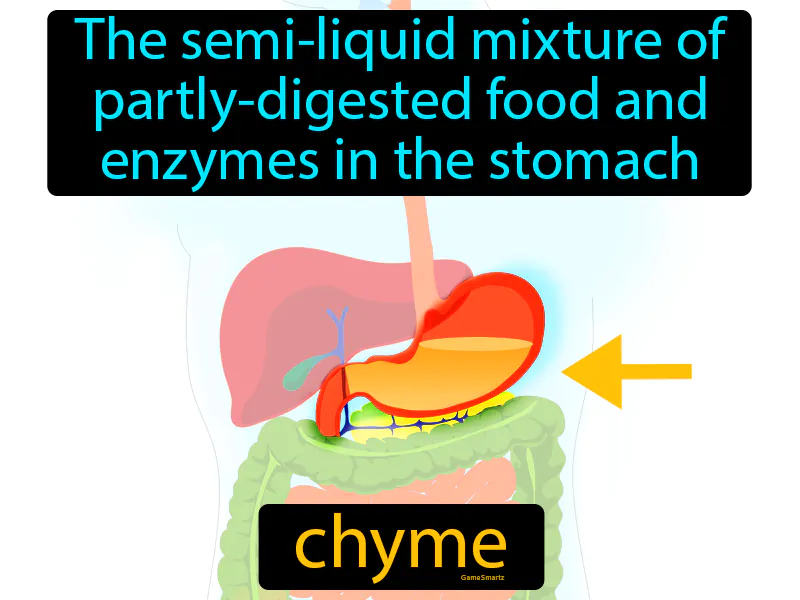 Chyme Definition