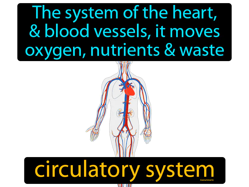 Circulatory system Definition