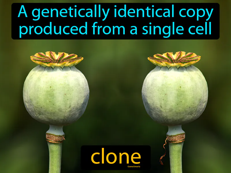 Clone Definition