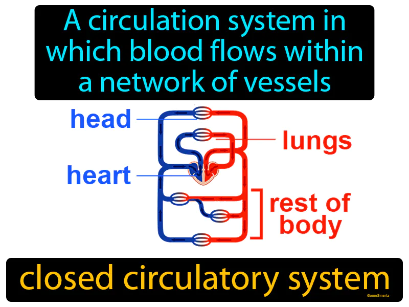 Closed circulatory system Definition