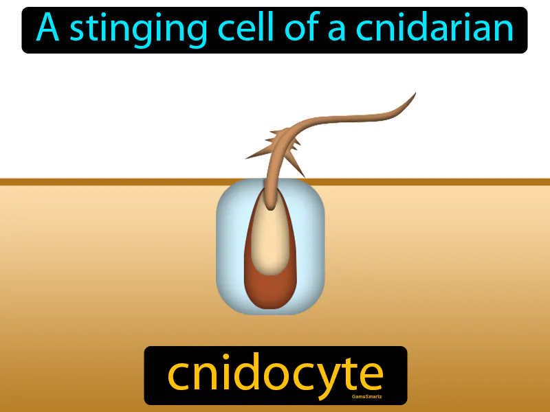 Cnidocyte Definition