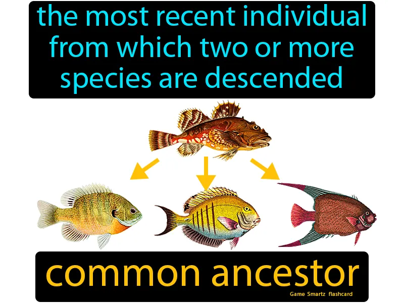 Common Ancestor Definition