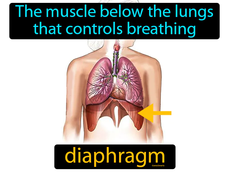 Diaphragm Definition