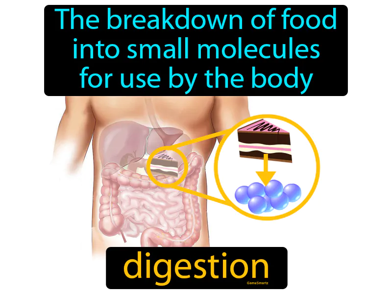 Digestion Definition
