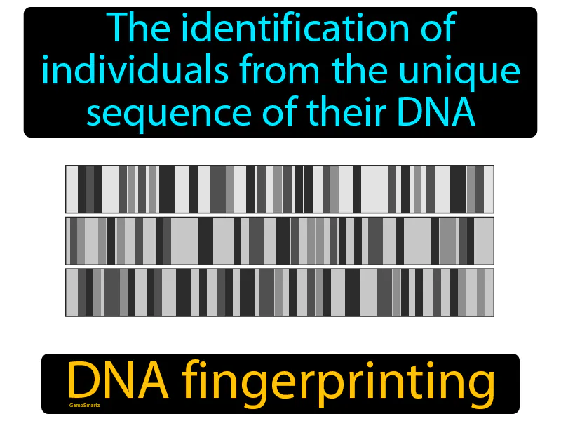 DNA fingerprinting Definition