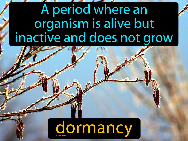 Dormancy Definition
