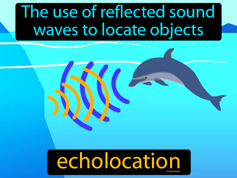 Echolocation Definition