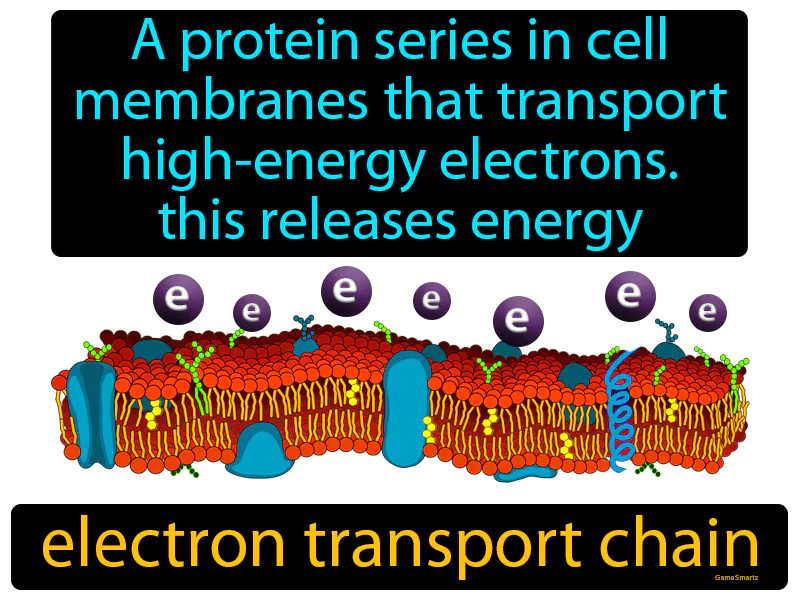 Electron transport chain Definition
