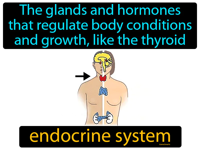 Endocrine system Definition