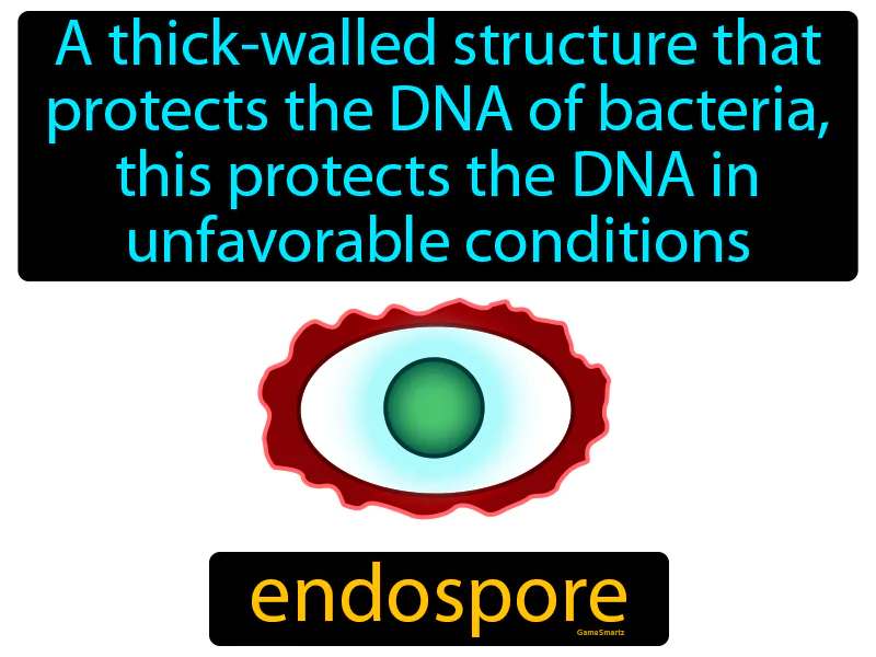 Endospore Definition