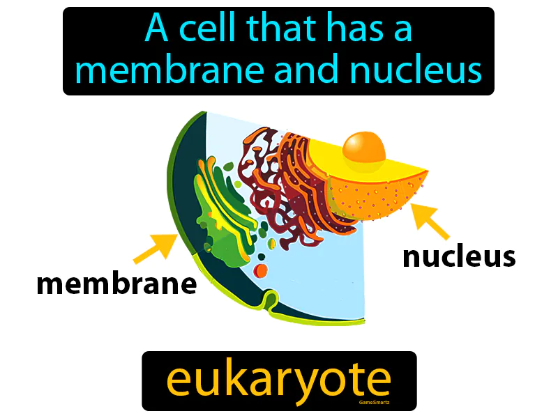 Eukaryote Definition