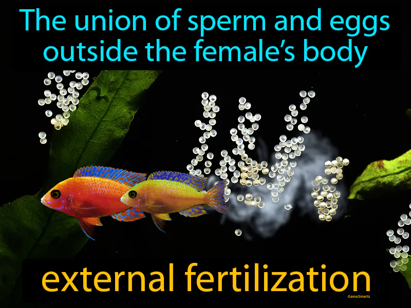 External fertilization Definition