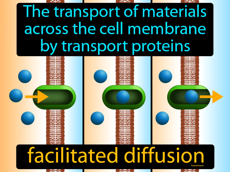 Facilitated diffusion Definition