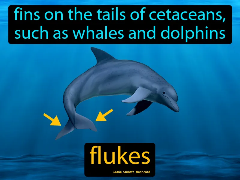 Flukes Definition