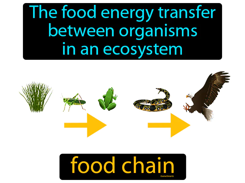 Food chain Definition