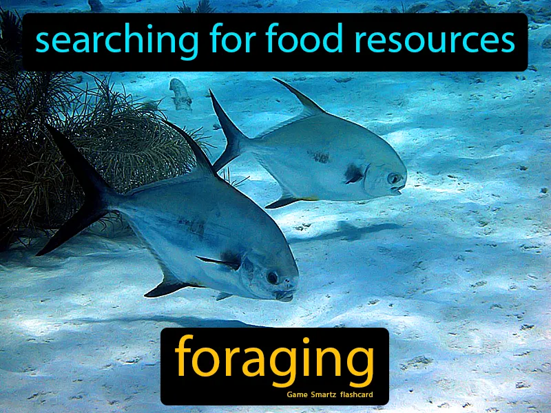 Foraging Definition