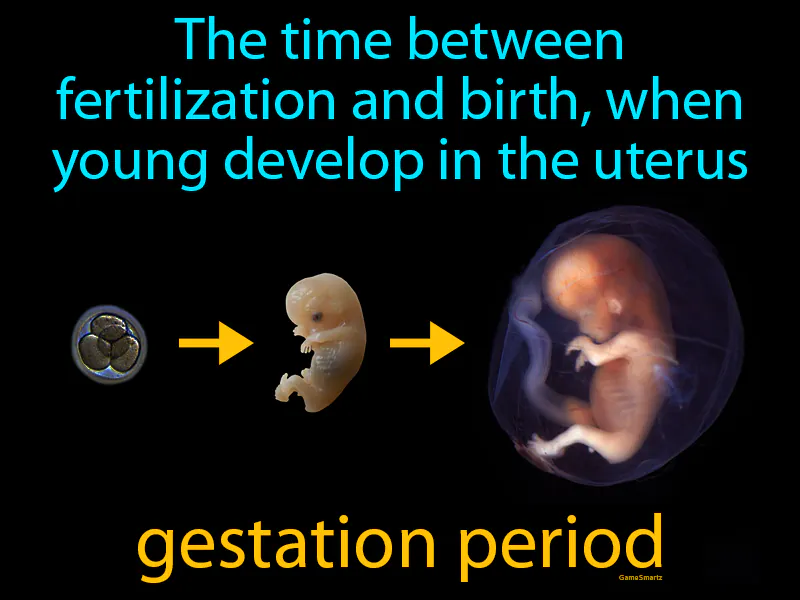 Gestation period Definition