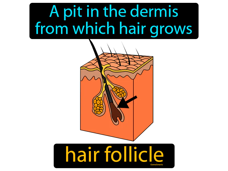 Hair follicle Definition