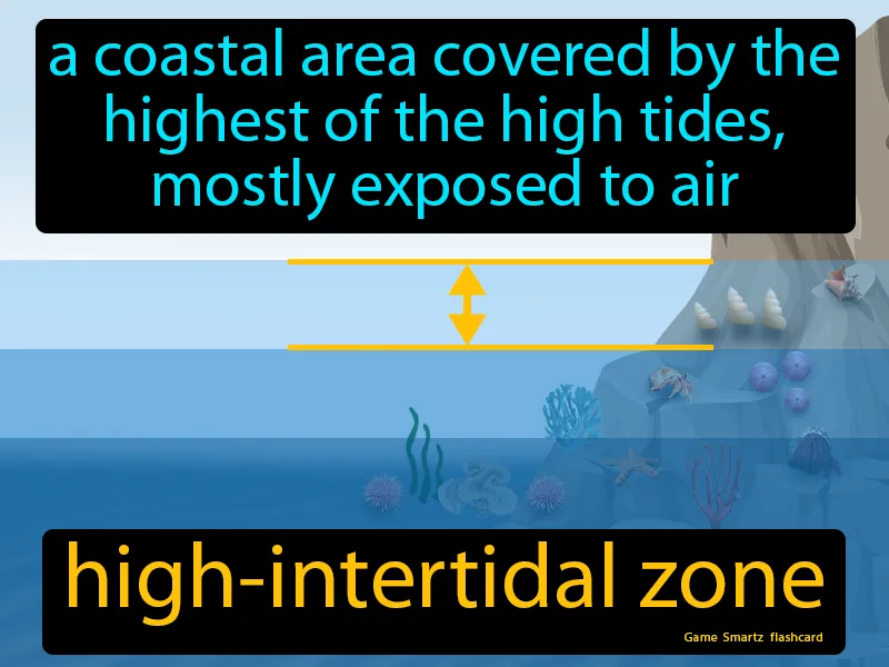High-intertidal zone Definition
