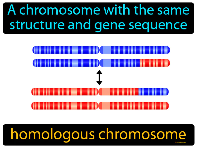 Homologous chromosome Definition
