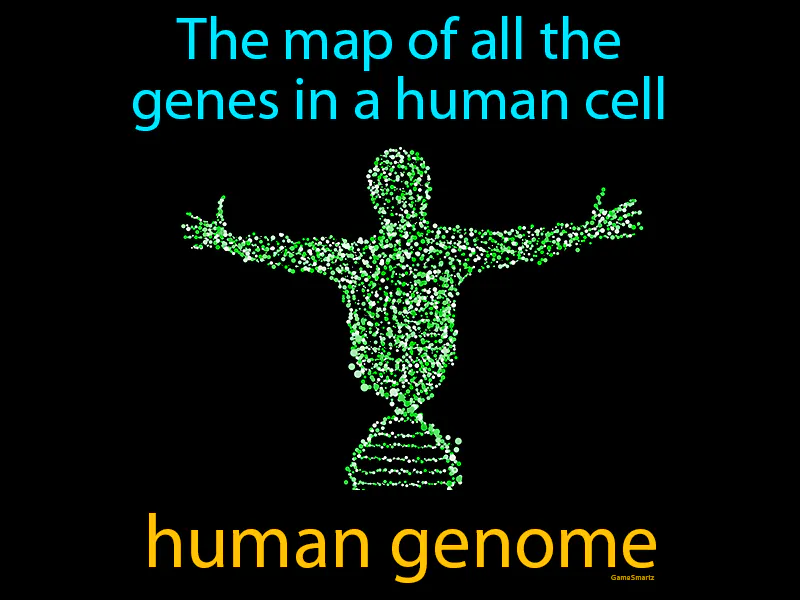 Human genome Definition