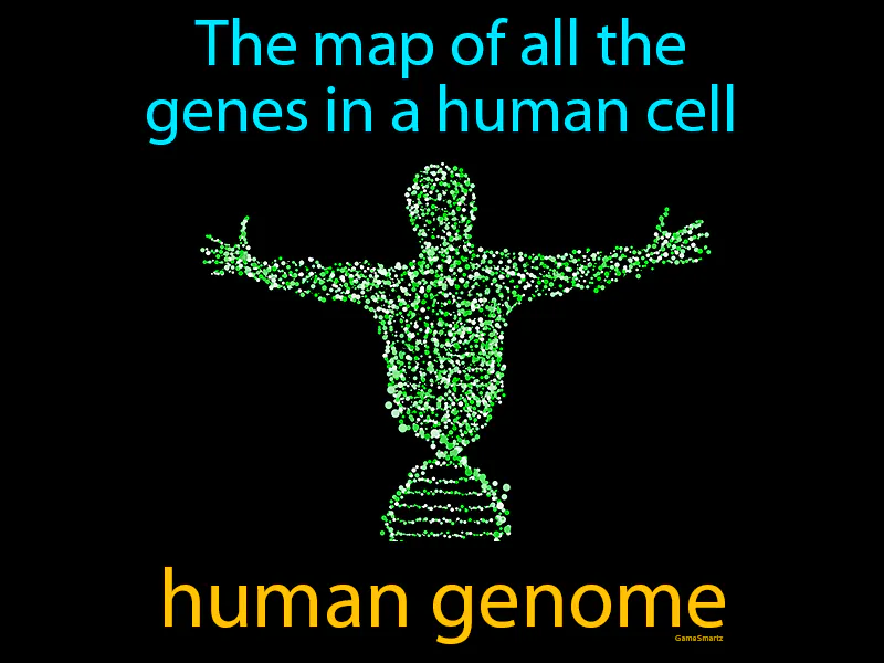 Human genome Definition & Image | Flippy