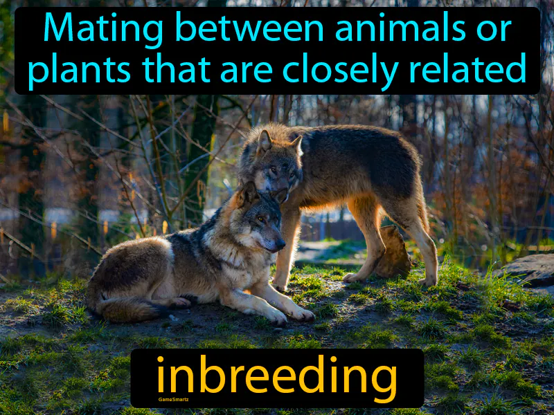 Inbreeding Definition