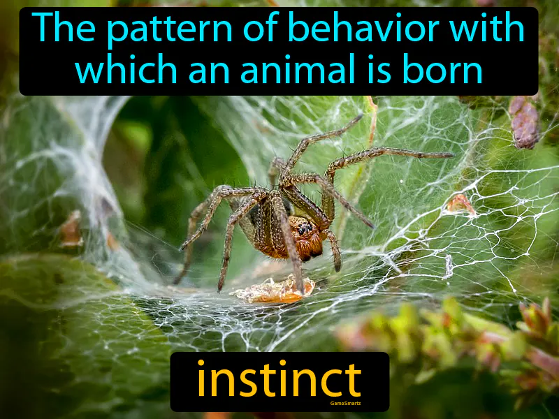 Instinct Definition