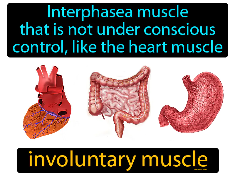 Involuntary muscle Definition