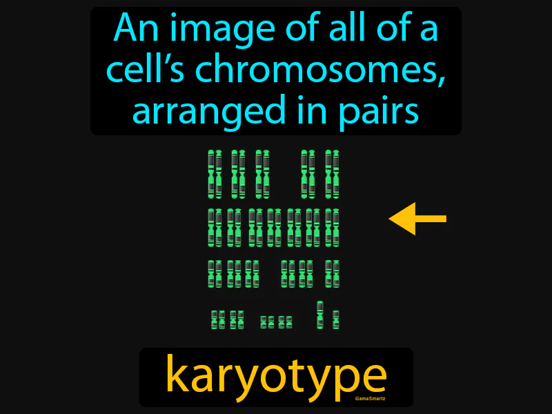Karyotype Definition