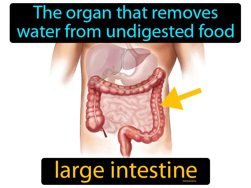 Large intestine Definition