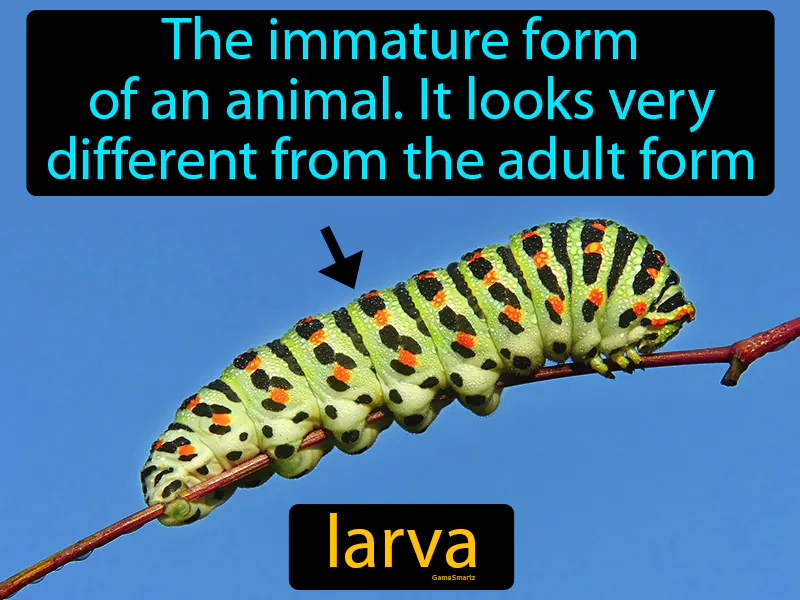 Larva Definition