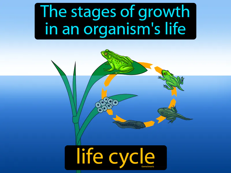 Life cycle Definition