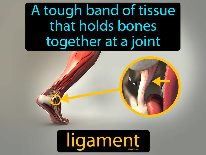 Ligament Definition