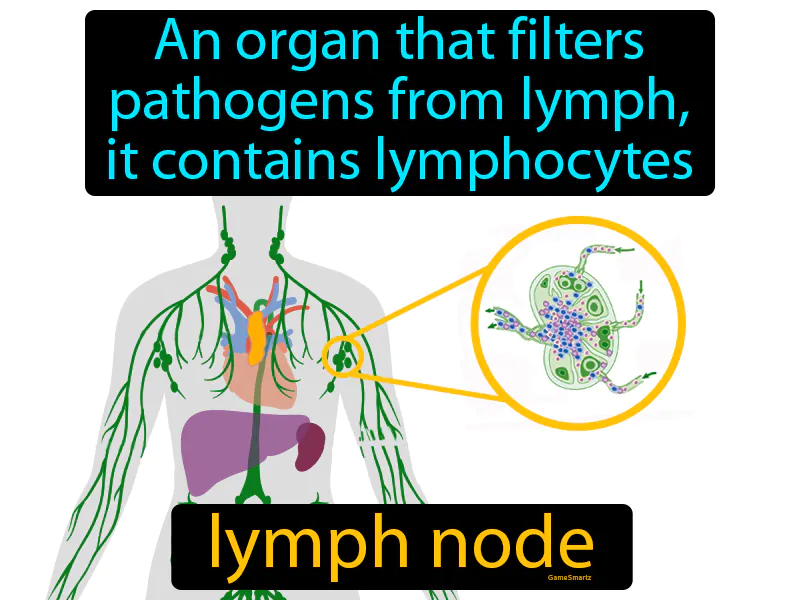 Lymph node Definition