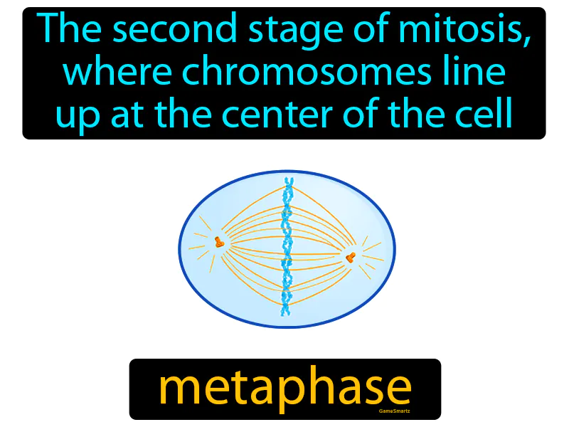 Metaphase Definition