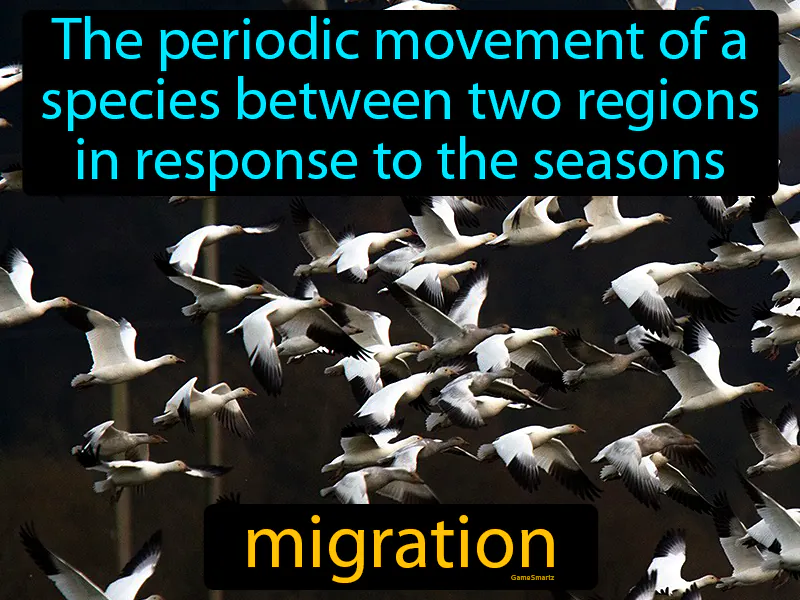 Migration Definition