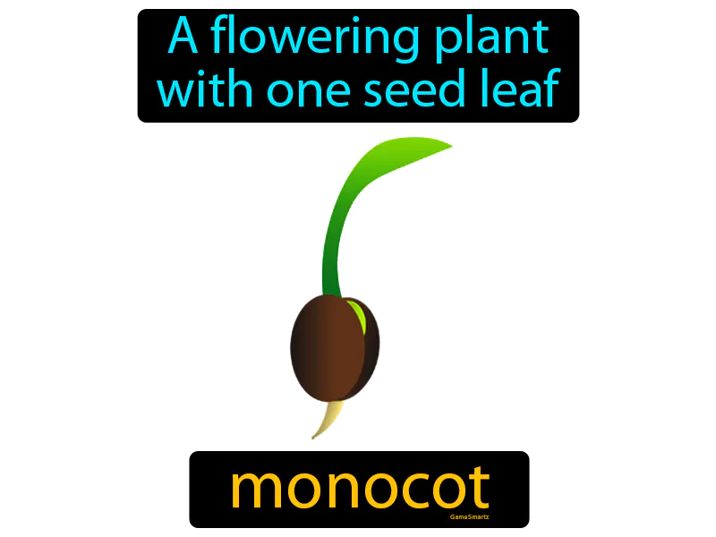 Monocot Definition