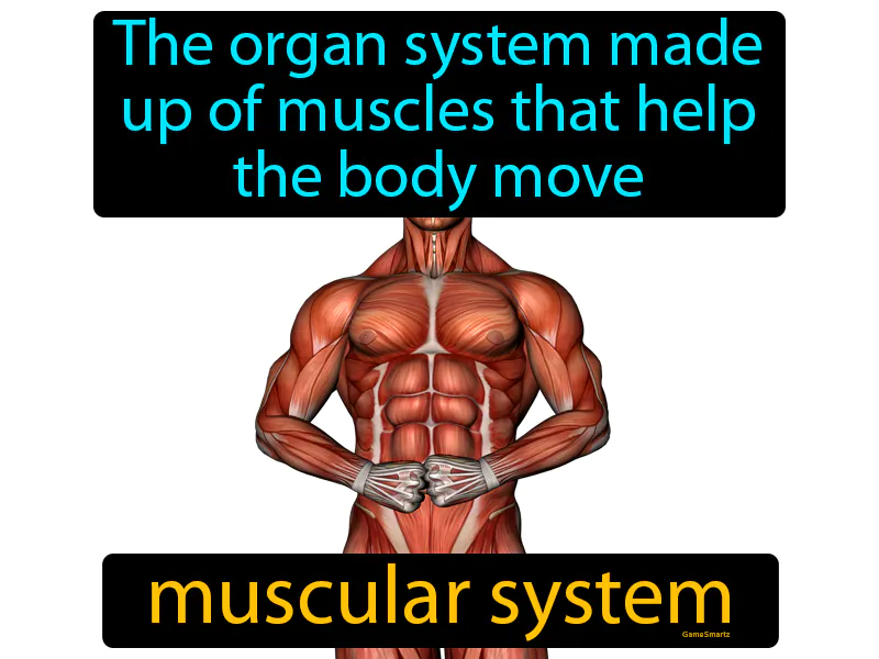 Muscular system Definition