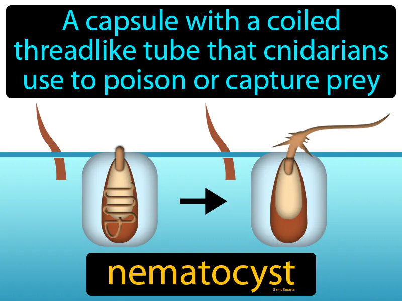 Nematocyst Definition
