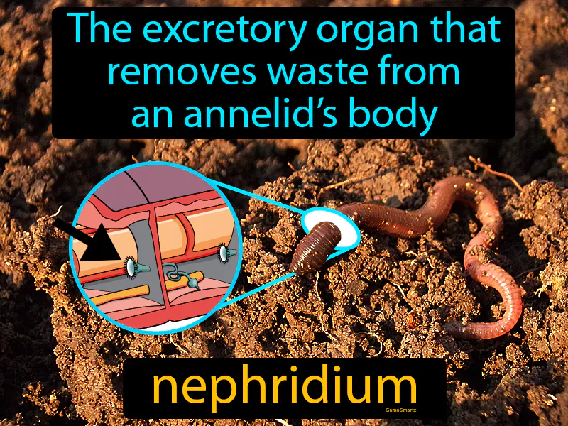 Nephridium Definition
