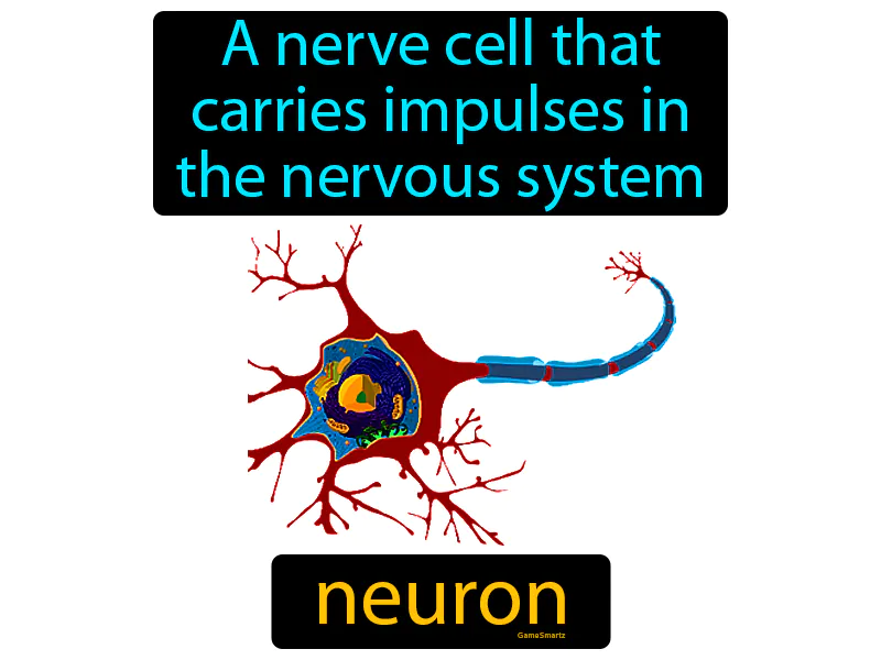 Neuron Definition